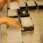 a photograph of users placing microplates on the pinning robot deck