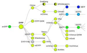 A genealogy drawing showing egfp to eyfp and then branching to many variants including cyan and blue FPs, all colored by emission wavelength.